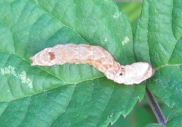 Bruco da ID (1) - Thyatira batis , Drepanidae